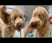 Dog Grooming Studio