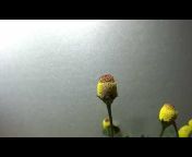 旨みとコクの開花予報【映像で見る植物】