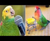 Parrots Fun TV