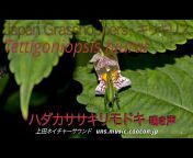 いきものの鳴き声 NatureSounds Japan