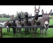 The Donkey Sanctuary Ireland