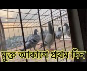 BD Racing Pigeon