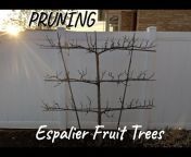Fruit Pruning Channel