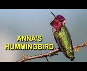 Hummingbird Spot