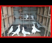 Pigeons Market. Net