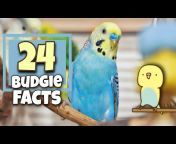 Denny the Budgie