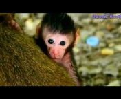 «Queen&#34;North» ™Funny baby Funny baby monkeys