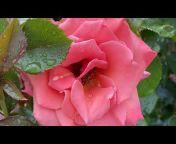 Rose Garden Ukraine