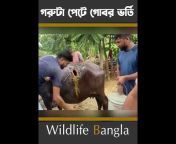 Wildlife Bangla