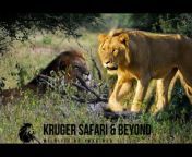 Kruger Safari And Beyond!