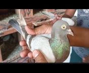 jeetu s super pigeons Delhi