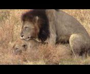 Kruger Big 5 Safaris