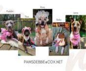 Five amazing dogs at the Panhandle Animal Welfare Society need urgent rescue. They need to go to homes as an only pet and with no children. They are all great dogs but have been put on a deadline because of their special homing requirements. nnA rescue is ready to pull them as soon as appropriate fosters can be found. Fosters do not need to be local. Deadline is March 3, 2020. nnPlease contact PAWS or Debbie at PAWSdebbie@cox.net if you can help or if you need more information.