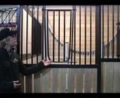 In this video, System Equine Account Manager Justin Pope explains the design features of our V-Door Option.nnBenefits of the V-Door Drop-Downnn- Weldedn- Versatilen- Allows freedom for the horsen- Galvanized or powder coatedn- Can be fully removedn- User friendlyn- DurablennMore information: nhttps://systemequine.com/for-your-barn/horse-stalls/doorsnnhere are many factors to consider when selecting the right stall system for you and your horses. First you need to ask yourself what you want to ac