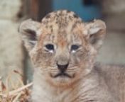The cat’s out of the bag at West Midland Safari Park as keepers announce the exciting arrival of two litters of incredibly cute African lion cubs.nnAfter a gestation period of around four months, ten-year-old Scar gave birth to three cubs on 27 August 2019, with the second litter of four cubs following three weeks later on 17 September 2019, for seven-year-old Amber. Now with both sets of cubs around four months old, they are almost ready to meet the public.nnKeepers suspected that the two fem