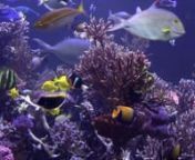 http://www.atlantismarineworld.comWatch in true HD.720p.Mpeg4. Beautiful Aquarium... A definite must see. Exit 71on the L.I.E.-( I.495..) This is justa short video of this Aquarium, I really wish I had a tripod &amp; more time to take video.