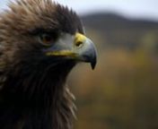 A feature on birds of prey in the Scottish CairngormsnPresenter - Helen Skelton
