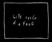 Life Cycle of a Frog from life cycle of a frog worksheet