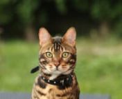 Are you a pet lover? And more than that are you a Bengal cat lover? Do you want to know how Bengals are different from other cats? Does it bother you that you may not able to keep best care of your cat? Don&#39;t worry! We have something that will help you to know and understand &#39;cat temperament&#39; better. If you want to make your cat a loving companion, then there are some things which you need to educate yourself about and get accustomed to. We will provide you all that you need to know through our
