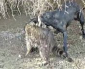 Only available on Vimeo! This video will not ever be shown on YouTube due to their censoring policies.nWe were doing pest control along an irrigation canal, and had caught several muskrats with the mink and Sherni. But then Gremlin found something much bigger than a muskrat!
