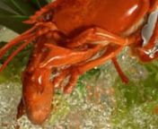 Lobster_Recipe_FINAL from lobster recipe video