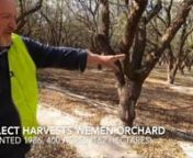 Nick Koutrikas (Select Harvests Farm Manager, Wemen) walks us through his orchard and talks about the importance our hort program, chill hours, tree health and the soils. Nick started 10 years ago with Select Harvests as an orchard hand and his passion for his orchard is indisputable!