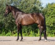 Beautiful 6yo elite mare with great movements &#124; Dontango x Sandro Hit