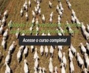 Tabapuã TJG: investindo em genética para produção de bovinos de corte - Teaser from tjg