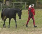 This video shows me playing at liberty with my 10y old arabian gelding, Bilon. Baby on my back is my younger daughter, currently a bit over 6 months old. And the wrap - beautiful and supportive Oscha Shui Long Emperor ;)