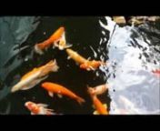 KOI FISHES IN THEIR ENVIROMENT