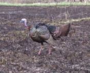 The HWH team goes for broke chasing turkeys with their Mathews bows. Glen and Joe try to get it done on opening day of the Illinois season. Casey makes his television debut while trying to make Mr. Tom Turkey a star. Robbie attempts to take a turkey on Ft. Knox with his bow, without a ground blind. Archery hunting for turkeys is not easy, so the team shares a few of their “missed” opportunities.nnLike us on Facebook: https://www.facebook.com/hwhtvnnCheck out HWHTV On Demand to purchase a dow