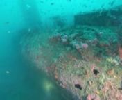 This video is about the UB-88 in Southern California, a World War 1 U-boat lying in 200 feet/ 60 meters. Bow and sternare 190 feet/ 57 meters deep. The coning tower depth is 168 feet / 50.8 meters. The ghost net is over the stern area and seems to be an old tuna net due to its larger mesh. Fish encountered on this submarine are: ling cods, cabezons, perches, large rock fish, and a large and healthy population of wolf eels. Heather freed a cabezon, a perch, and some wolf eels that were trapped