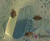 Stink bug trap - Virginia Tech from vpi
