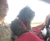 Humping lola on my lap, on a pillow, in the car. from pillow humping