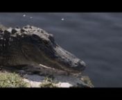 The trailer for the short film Posthumous.Starring Keana Marie and Peter Haig.Directed by Noah DeBonis.nnA famed author is drawn to a rural Florida town to take part in the “Python Challenge,” a hunt created to rid the everglades of the invasive snake. His world collides with a young teenager struggling to save her family, home, and business from destruction by urban development. As the story unfolds, a young girl comes of age and a writer takes a last stab at posterity. nnhttps://www.fa