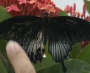 This short excerpt shows a hermaphrodite butterfly, and I believe it&#39;s only the third time in history that one of these has been filmed.It hatched while we were filming this corporate video for the artist Stephen Stefanou and the MGM Grand in Macau.The producer was Richard Evans, and the cameraman Ricki Bennett.I directed and edited this.