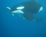 Check out this amazing video of Killer whales hunting, killing and feeding on tiger shark from the MV Sea Hunter trip to Cocos Island from Sept 1 - 10 2014. Big thank you to Edwar Herreño!nonly with Undersea Hunter Group