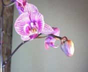 This is a HD time lapse of an orchid flower opening. This was about two days of recording.nnThis is my first time lapse video. I used my c910 webcam and booru WebCam 2.0 software to take the pictures every two minutes.