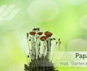 Floramedia timelapse video of the Papaver nud. &#39;Gartenzwerg&#39;