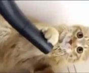 http://www.VirtuallyFunny.com presents a cute funny video. Enjoy the cats fight with the vacuum cleaner.