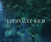 Eternally Wild is a short film about California’s iconic Smith River, its steelhead, its history and its current plight. nnHere there are no dams, no wretched clear-cut blocks, no mitigating hatcheries. Instead... ancient forest, iconic redwoods and a powerful symbol of freedom -- THE SMITH.nnBut 4,000 acres of the pristine North Fork are threatened by a giant toxic nickel mine operation.nnThe Red Flat Nickel Corporation has applied to sink 59 drill holes that would pave the way for one of