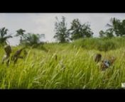 Beasts Of No Nation Trailer from beasts of no nation