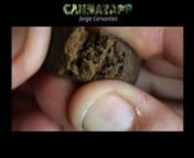 After cannabis is harvested, dried and cured it can be processed into all kinds of extractions. Oil, wax, budder or shatter are quite modern forms of extractions used for dabbing. But let us not forget about the ancient way: hashish!nnIn episode 10 of the Sensi Seeds series CannaZapp, we present a tribute to hashish, and show you how cannabis goes from green to brown, from broccoli to chocolate. Check it out, enjoy, share it with the community!nnPlease click on ‘CC’ to view subtitles in Engl