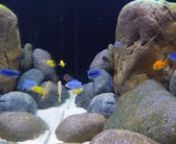 8 species of mbunas in a 240 liters aquarium