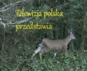 Nowa czołówka do polskiego serialu KLAN!nnThis video uses these sounds from freesound:nnmale-drinking-slurping-aaaaaaaaaaah-small-belch by ntonnroad01 by olbyntrumpet3 by bennstirncity-hum by tomlijanwind-in-the-trees by inchadneynwhoosh-20 by dymewiznclock-ticking by olverncomedic-silence by metwo99nmelancholic-intro-0q-35mi2 by setunimanncat-eating by niwkinjet-whoosh by benboncanncar-passing-by by hinzebeatnchinese-flute-hulusi by iluppainchopping-vegetables by ancorapazzoncar-horn by kewel