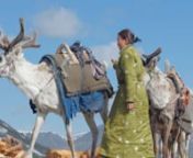 MIGRATION IMMERSES THE VIEWER IN THE ARDUOUS JOURNEY DUKHA REINDEER HERDERS EMBARK ON EACH YEAR TRAVELING THROUGH MONGOLIA&#39;S PRISTINE WILDERNESS TO REACH THEIR SUMMER ENCAMPMENT.nn