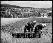 [Post-WWII, Czechoslovakia]nNut (?) orchard; women under trees gathering.n00:00:40t01:23:24Men picking peaches (?).Line of men plowing / hoeing field.Row of mules pulling ??.Cattle herded by boy; grazing.Women hoeing crop w/ village on hill behind.n00:01:57t01:24:41Hops growing on wires.n00:02:26t01:25:10Meninfield scything; large industrial plant beyond grain fields.Shocking grain; tying bundles; wagon of bundled grain.n00:03:40t01:26:24Combine cutting grain. LS, MS.Men lo
