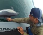 Sept. 8 2016 just about 1 mile outside Morro Bay Harbor near South Jetty. Captain Micheal Brink spotted a dead pacific common dolphin and went to investigate. Wanted to film cause of death, there were no signs of shark bites or unnatural causes. As soon as the GoPro camera went into the water a great white shark appeared and rubbed up against SLO.TOURS 28&#39; Zodiac RIB Vessel. An experience I will never forget! Estimated size was 18-20ft