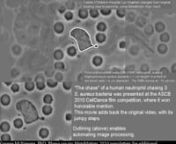 Panoramic version of a classic biology movie by David Rogers of a neutrophil (polymorphonuclear leukocyte) chasing 3 bacteria. Please seenhttps://works.bepress.com/gmcnamara/73/nfor my four 2010 MetaMorph MetaMatters newsletter articles on