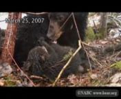 A 6-year-old wild black bear mother licks her cubs dry after moving them from their wet den during an early spring thaw.